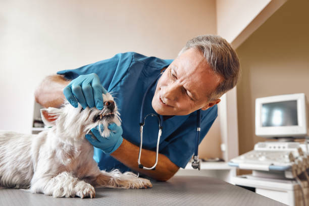Best 24-Hour Emergency Dental Care in Andrews, IN